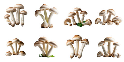 Fresh and clean champignon mushrooms arranged in various groupings on a transparent background suitable for culinary use with transparent background for easy integration in designs