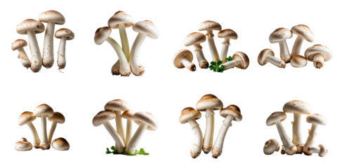 Fresh and clean champignon mushrooms arranged in various groupings on a transparent background suitable for culinary use with transparent background for easy integration in designs