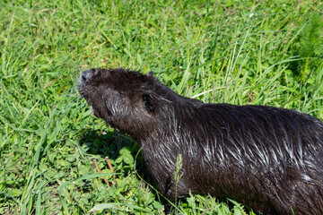 A wet nutria climbed out of the water onto the bank of a pond. Nutria on the green pond meadow.
