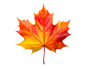 Obraz premium A single autumn maple leaf in vibrant shades of red, orange, and yellow.