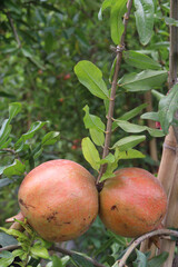Pomegranate on plant in farm for harvest