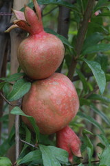 Pomegranate on plant in farm for harvest