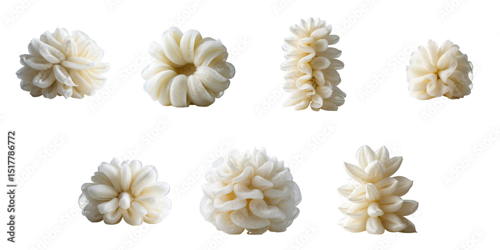 Wall mural various fresh loofahs displayed in different shapes, isolated on a transparent background highlighti