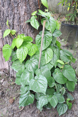 betel leaf on farm for harvest