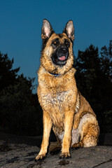 Wet german shepherd dog sitting on rock at dusk in summer