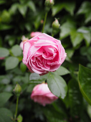 Pink double rose with many petals in full bloom, set against blurred greenery. Natural colors and soft light. 