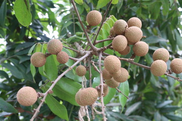 Longan fruit on tree in farm