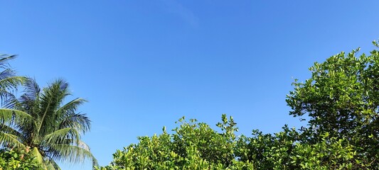 Obraz premium Vibrant Tropical Scene Lush Greenery Under a Clear Blue Sky