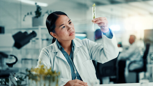 Test tube, plant and health with woman and research for climate change, biology or medical. Sustainability, science examine and healthcare with scientist in laboratory for growth and analysis