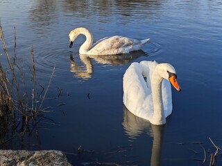 swan on the lake