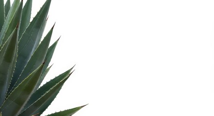 Fototapeta premium Striking Agave Plant on Isolated White Background for Design Elements