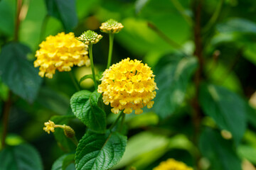 Close-up photo of yellow lantana flowers in bloom