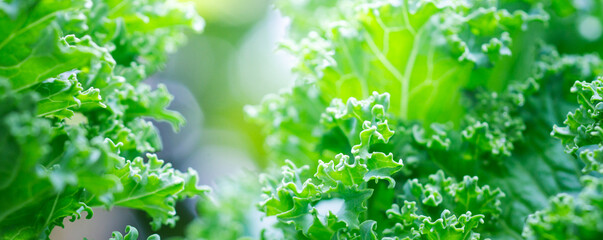 Beautiful details of nature in garden,water drop,Natural green leaves,Kale leaves,cover page ,cover space,copy space,green leaf in garden,environment ecology