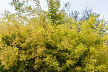 Ornamental bushes with pinnately compound green-yellow leaves in overcast