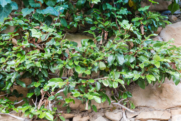 Stems of climbing fig creeping on an old stone wall