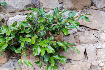 Stem of climbing fig creeping on an old stone wall