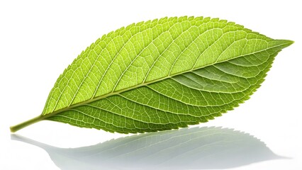 Fototapeta premium Green leaf with intricate vein patterns isolated on white background