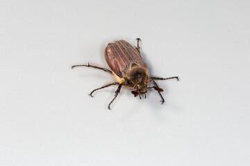 Crawling adult European chafer on a gray background