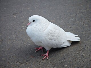 white pigeon on the ground