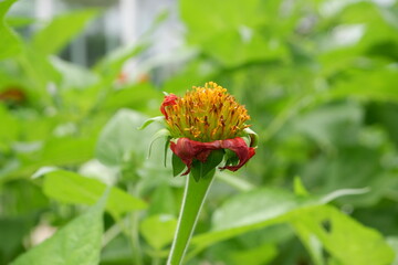 Orange Mexican Sunflower is wilting.