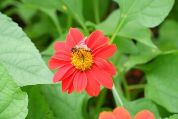 Bees are sucking nectar from Mexican sunflower flowers.
