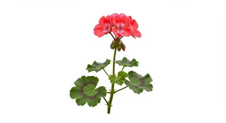 Vibrant geranium flower isolated against a clean white background