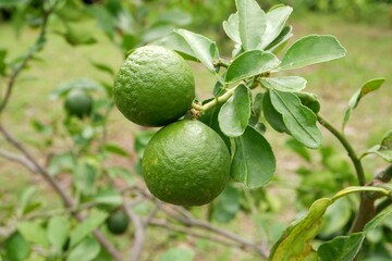 vegetable Lime tree in the vegetable garden