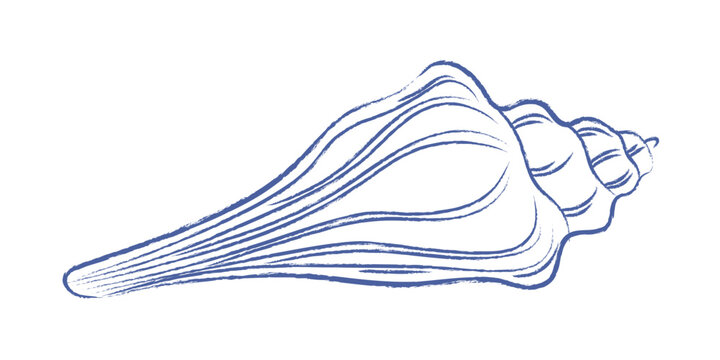 Pen drawn seashell on white background. Long sea shell doodle. Vector vintage element