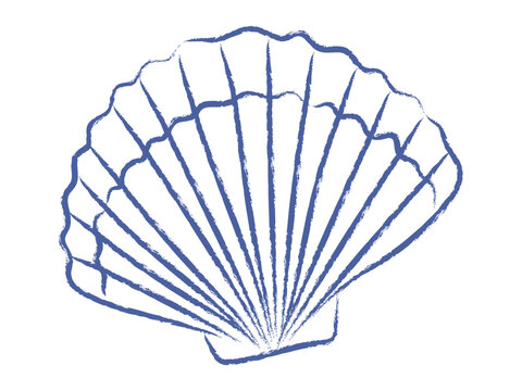 Pen drawn seashell on white background. Sea shell doodle. Vector vintage element