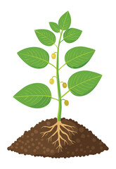 Simple Green Leafy Plant on Soil