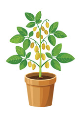 Bean Plant with Pods in Pot