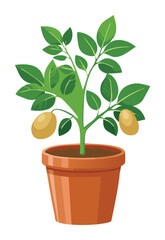 Potato Plant with Tubers in Pot