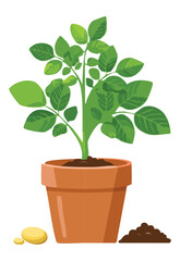 Potted Vegetable Plant Home Garden