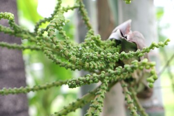 Close-up of betel palm seeds or betel nuts