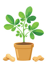 Young Peanut Plant in Terracotta Pot