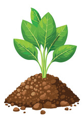 Bushy Green Leafy Plant on Soil