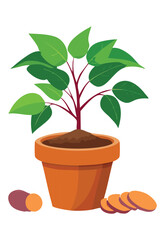 Green Leafy Plant with Red Stem in Pot