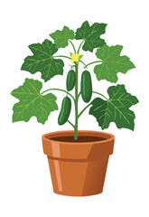Cucumber Plant with Multiple Fruits in Pot