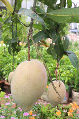 mango on tree in farm for sell