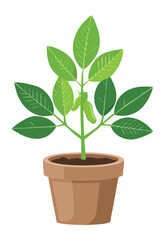 Green Leafy Plant in Terracotta Pot