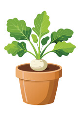 White Turnip Growing in Pot