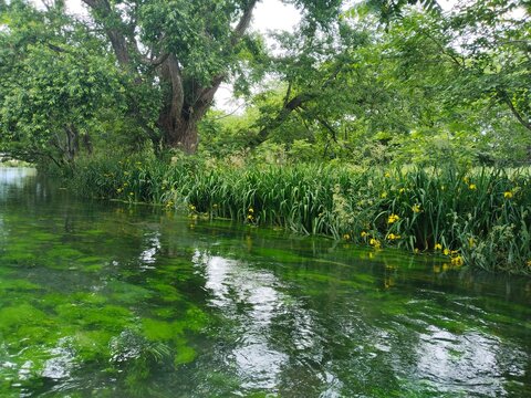 A quiet stream with crystal clear water surrounded by lush green trees at Daio Wasabi Farm in Matsumoto, Japan. - Powered by Adobe
