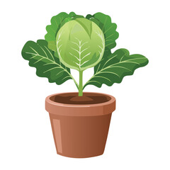  Cabbage Plant in a Terracotta Pot