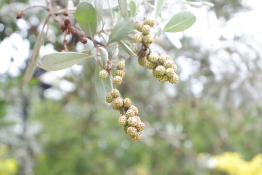 Conocarpus erectus is commonly called buttonwood.