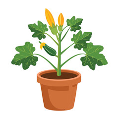 Chili Pepper Plant in a Pot