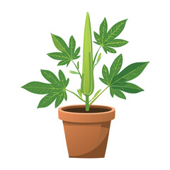 Lush Okra Plant in a Clay Pot