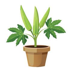 Okra Plant in a Terracotta Pot