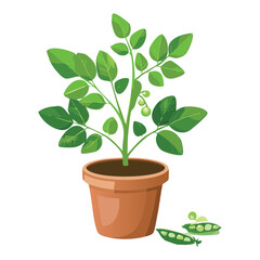 Pea Plant in a Terracotta Pot