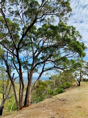 tree on the hill