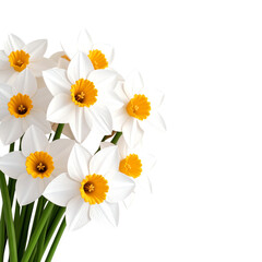 A bouquet of white daffodils featuring bright yellow trumpet-shaped centers and green stems, showcasing delicate petals arranged symmetrically around the core